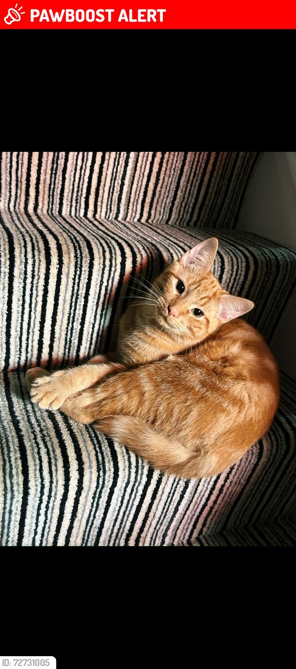Lost Male Cat last seen Parley road Moordown , Bournemouth, Christchurch and Poole, England BH9