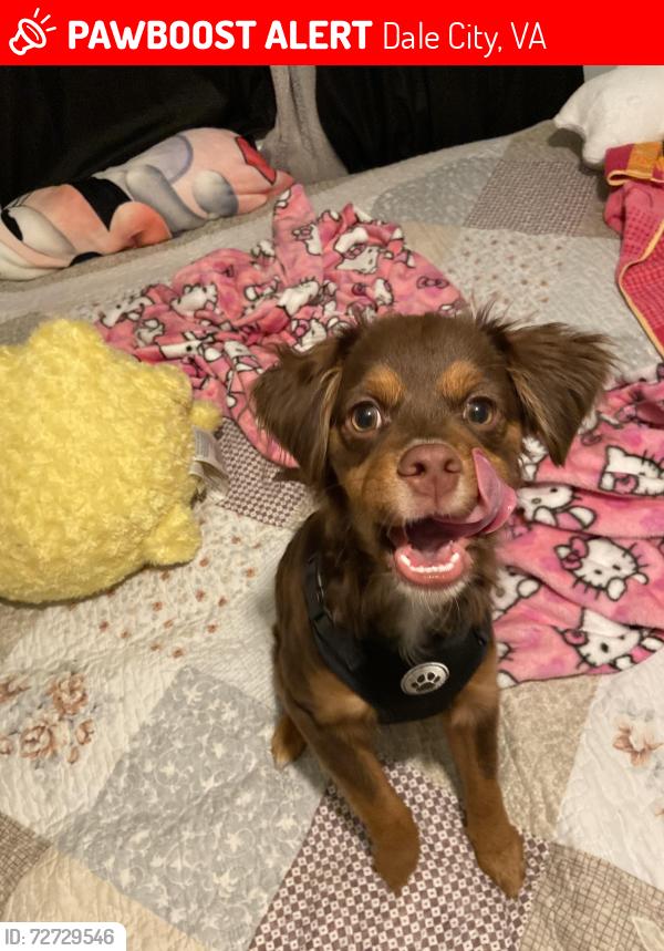 Lost Male Dog last seen Kingsman rd & kenny ct, Woodbridge, VA 22193