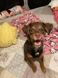 Lost Male Dog last seen Kingsman rd & kenny ct, Woodbridge, VA 22193