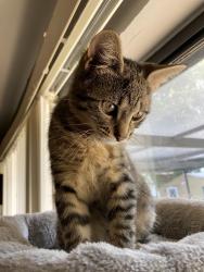 Lost Male Cat last seen Lema dr, Brooksville, FL 34609