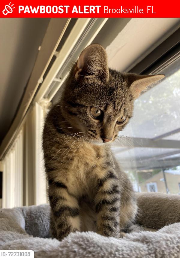 Lost Male Cat last seen Lema dr, Brooksville, FL 34609