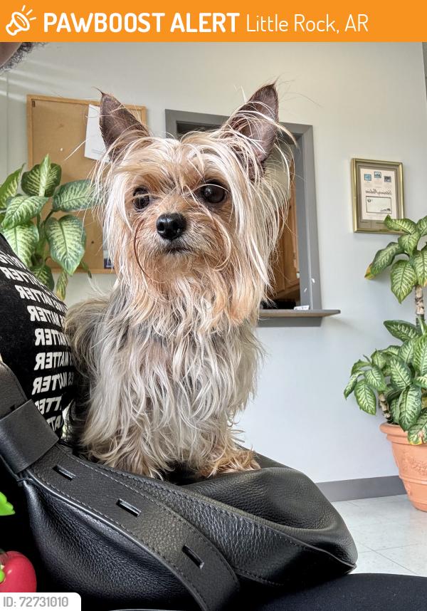 Found/Stray Female Dog last seen Stagecoach, Little Rock, AR 72209