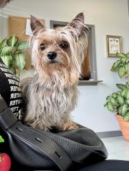 Found/Stray Female Dog last seen Stagecoach, Little Rock, AR 72209