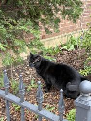 Found/Stray Male Cat last seen W Sunnyside and N Troy, Chicago, IL 60625