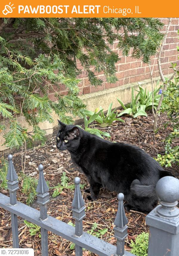 Found/Stray Male Cat last seen W Sunnyside and N Troy, Chicago, IL 60625