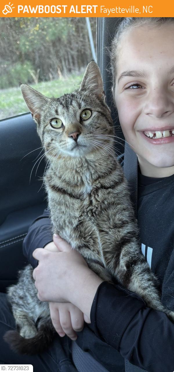 Found/Stray Male Cat last seen John D Fuller Recreational Complex, Fayetteville, NC 28314