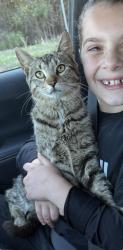 Found/Stray Male Cat last seen John D Fuller Recreational Complex, Fayetteville, NC 28314