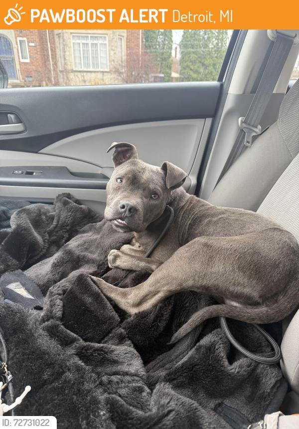 Found/Stray Male Dog last seen Leslie and Broadstreet Ave, Detroit, MI 48204