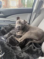 Found/Stray Male Dog last seen Leslie and Broadstreet Ave, Detroit, MI 48204