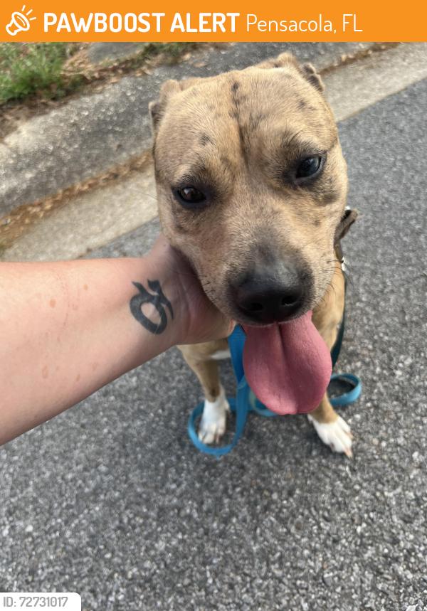 Found/Stray Female Dog last seen E Loyd and Bayou , Pensacola, FL 32503