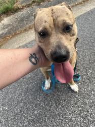 Found/Stray Female Dog last seen E Loyd and Bayou , Pensacola, FL 32503