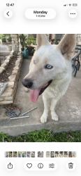Found/Stray Male Dog last seen Orchard Lane , Leander, TX 78641