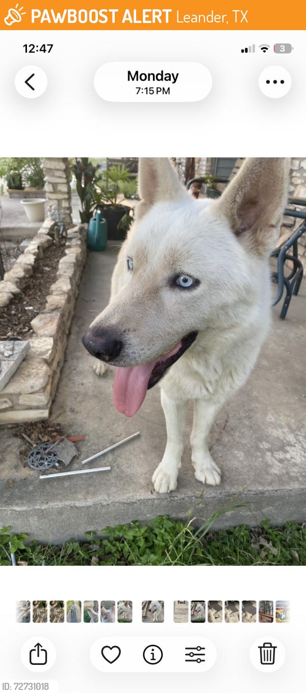 Found/Stray Male Dog last seen Orchard Lane , Leander, TX 78641