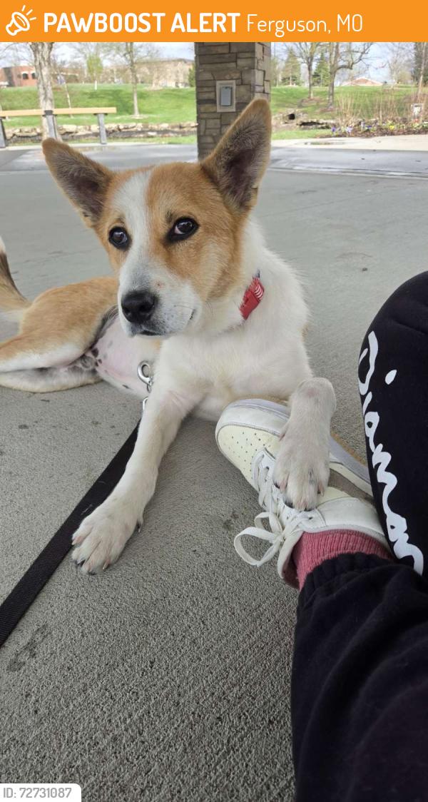 Found/Stray Male Dog last seen Friends mom found the dog, not sure where but the city, Ferguson, MO 63135