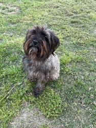 Found/Stray Female Dog last seen 10th st by lillington Baptist, Lillington, NC 27546