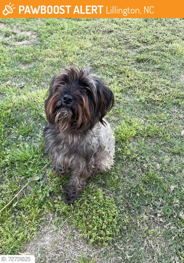 Found/Stray Female Dog last seen 10th st by lillington Baptist, Lillington, NC 27546