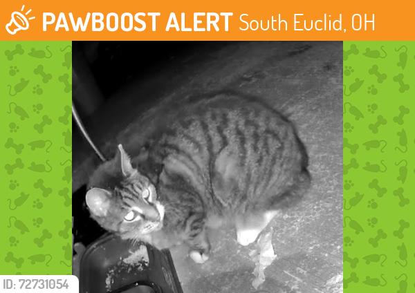 Found/Stray Unknown Cat last seen Maywood Road South Euclid, Ohio, South Euclid, OH 44124