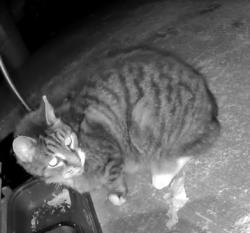 Found/Stray Unknown Cat last seen Maywood Road South Euclid, Ohio, South Euclid, OH 44124