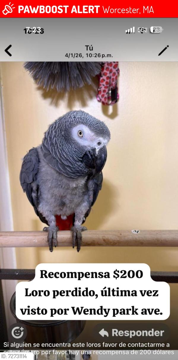 Lost Male Bird last seen Near birch st, Worcester, MA 01603