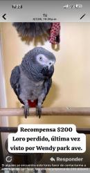 Lost Male Bird last seen Near birch st, Worcester, MA 01603