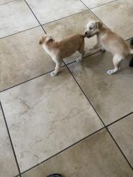 Lost Male Dog last seen Crestway , Converse, TX 78109