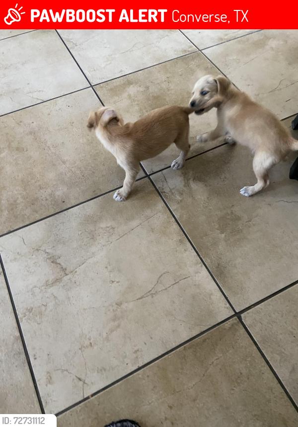 Lost Male Dog last seen Crestway , Converse, TX 78109