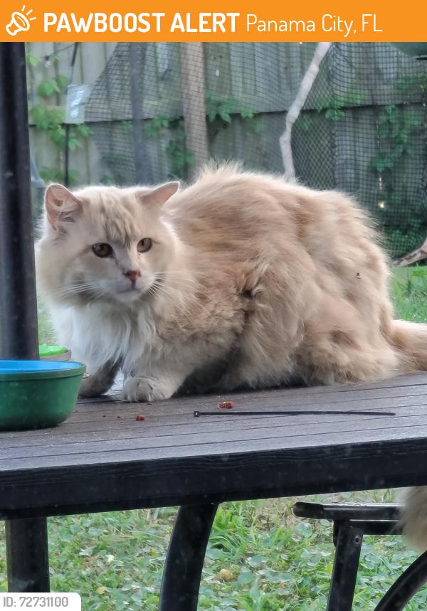 Found/Stray Male Cat last seen Near and Airport Circle, Panama City, FL 32405