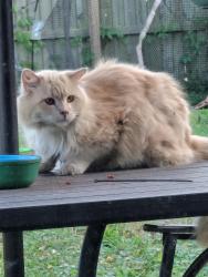 Found/Stray Male Cat last seen Near and Airport Circle, Panama City, FL 32405