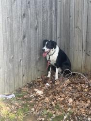 Found/Stray Female Dog last seen Near , Arlington, TX 76001