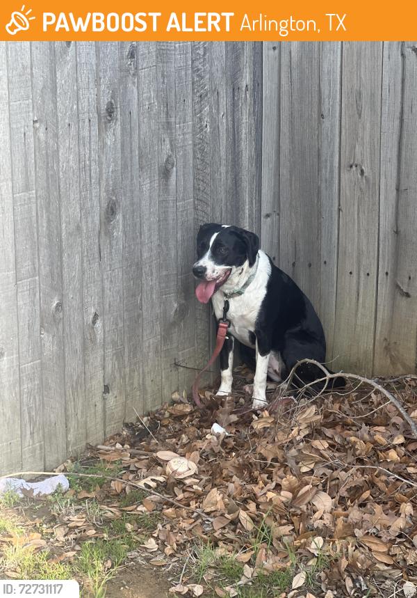 Found/Stray Female Dog last seen Near , Arlington, TX 76001