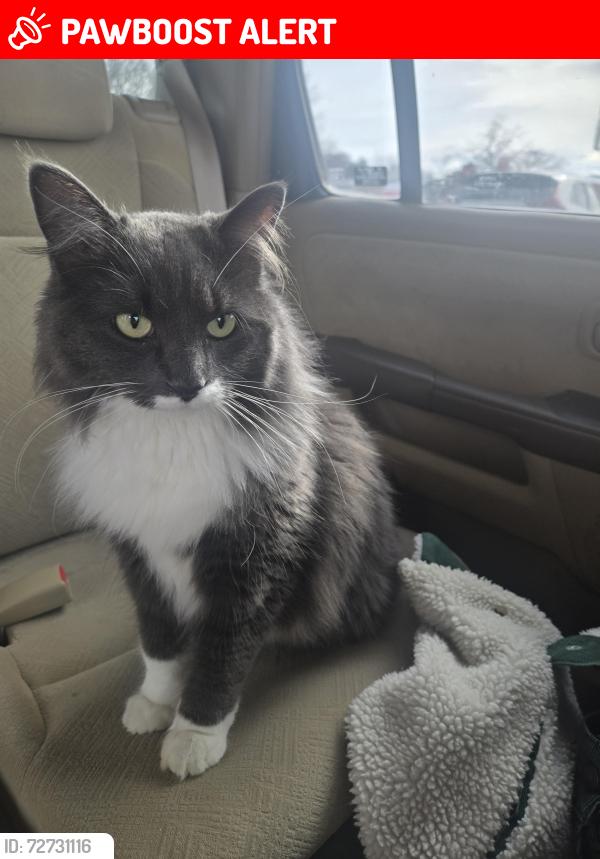Lost Female Cat last seen 168th and Ida St, Jefferson Precinct, NE 68116