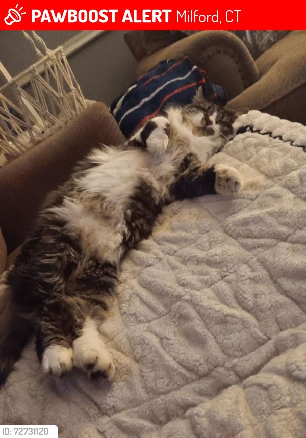 Lost Female Cat last seen West main Street , Milford, CT 06460