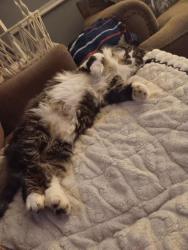Lost Female Cat last seen West main Street , Milford, CT 06460
