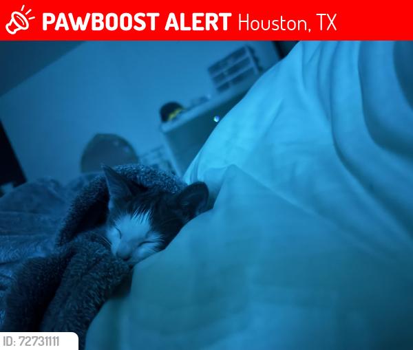 Lost Female Cat last seen Chelsea bend court, Houston, TX 77083