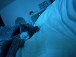 Lost Female Cat last seen Chelsea bend court, Houston, TX 77083