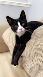 Lost Male Cat last seen Powhite, Richmond, VA 23236