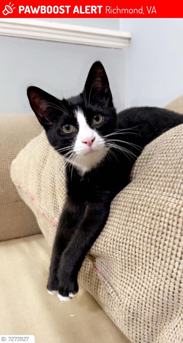 Lost Male Cat last seen Powhite, Richmond, VA 23236