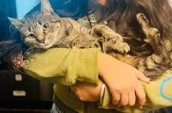 Lost Female Cat last seen state street line of new haven and handem , Hamden, CT 06517