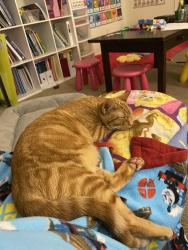 Lost Female Cat last seen E 133rd Pl S and S 20th St, Bixby, OK 74008
