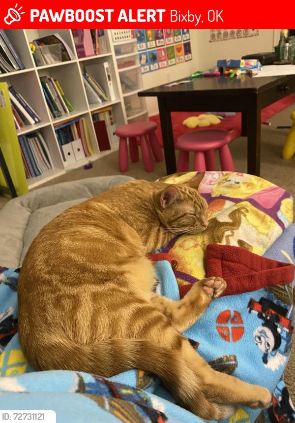 Lost Female Cat last seen E 133rd Pl S and S 20th St, Bixby, OK 74008