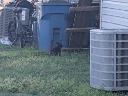 Found/Stray Unknown Dog last seen Thatcher and Broadway, Edmond, OK 73003
