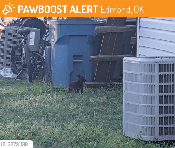 Found/Stray Unknown Dog last seen Thatcher and Broadway, Edmond, OK 73003
