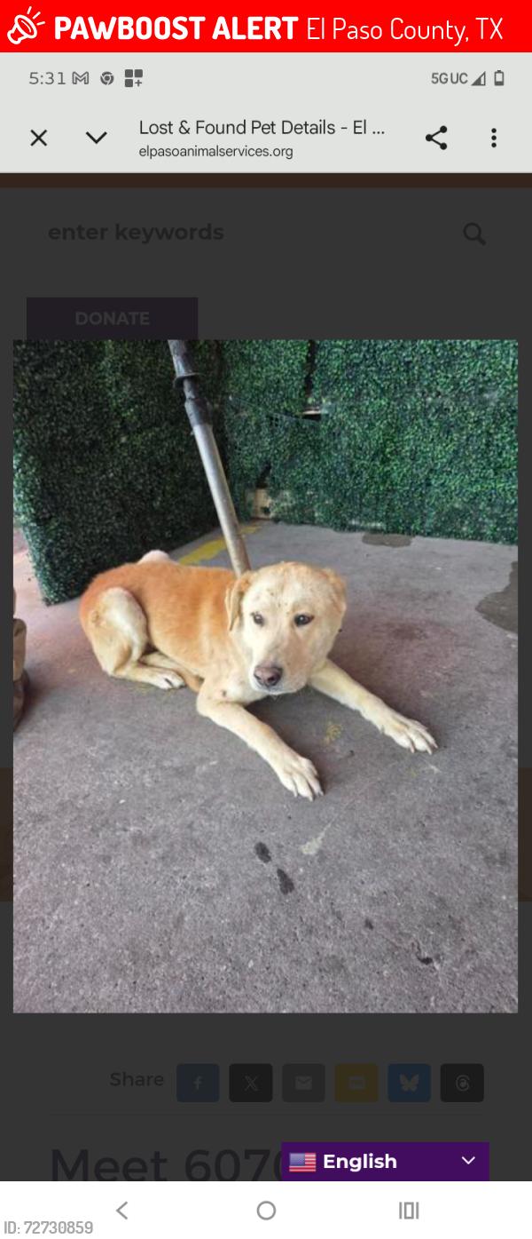 Lost Male Dog last seen Colonias and Ascension by Clint, Texas , El Paso County, TX 79928