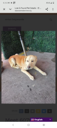 Lost Male Dog last seen Colonias and Ascension by Clint, Texas , El Paso County, TX 79928