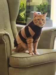 Lost Male Cat last seen Darmounth & havana, Denver, CO 80014