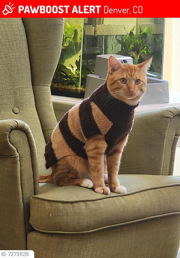 Lost Male Cat last seen Darmounth & havana, Denver, CO 80014