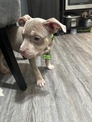 Lost Female Dog last seen Westwood northern blvd or Fairbanks ave, Cincinnati, OH 45225