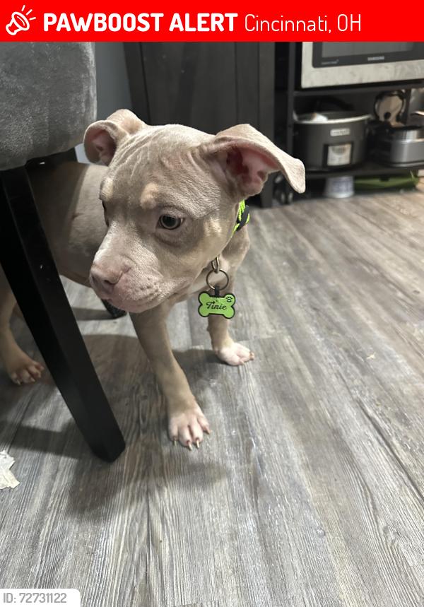 Lost Female Dog last seen Westwood northern blvd or Fairbanks ave, Cincinnati, OH 45225