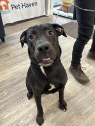 Found/Stray Female Dog last seen Rice St & Lawson Ave, Saint Paul, MN 55117