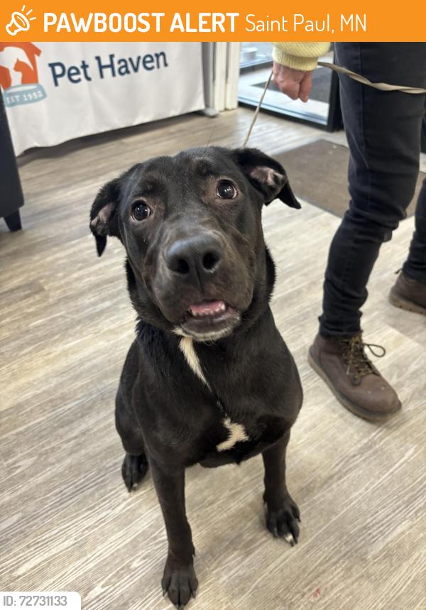Found/Stray Female Dog last seen Rice St & Lawson Ave, Saint Paul, MN 55117